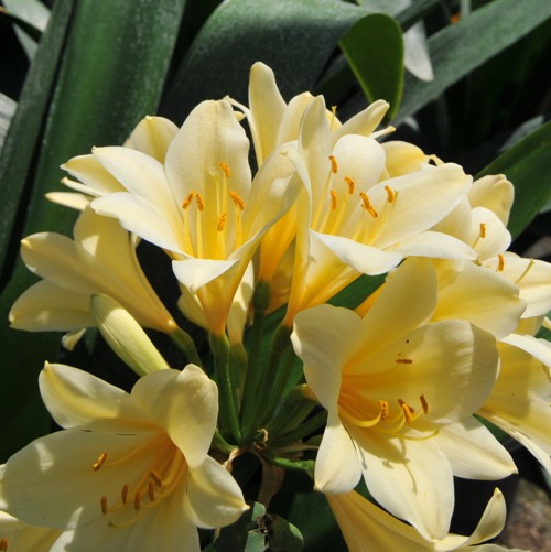 Clivia miniata Yellow